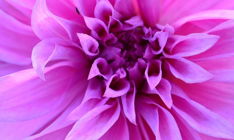 Обои природа, цветок, лепестки, растение, макросъемка, георгин, nature, flower, petals, plant, macro, dahlia разрешение 4928x3264 Загрузить