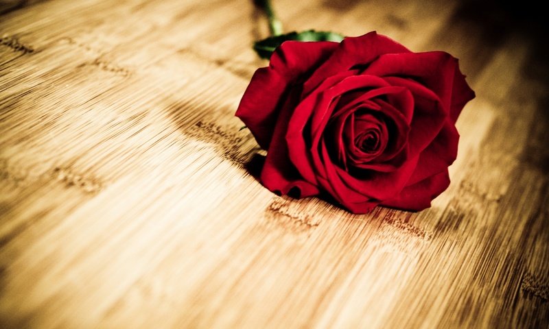 Обои цветок, роза, лепестки, деревянная поверхность, flower, rose, petals, wooden surface разрешение 2560x1600 Загрузить