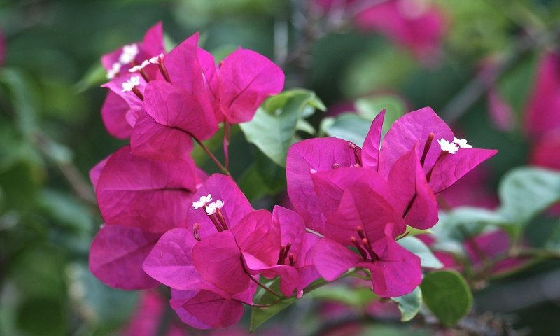 Обои цветы, листья, лепестки, бугенвиллия, flowers, leaves, petals, bougainvillea разрешение 3888x2592 Загрузить