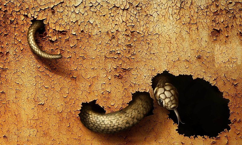 Обои змея, рептилия, пресмыкающиеся, жало, snake, reptile, reptiles, sting разрешение 1920x1200 Загрузить