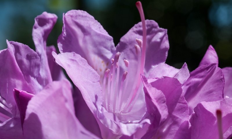 Обои цветы, макро, лепестки, фиолетовые, азалия, рододендрон, flowers, macro, petals, purple, azalea, rhododendron разрешение 3926x2608 Загрузить