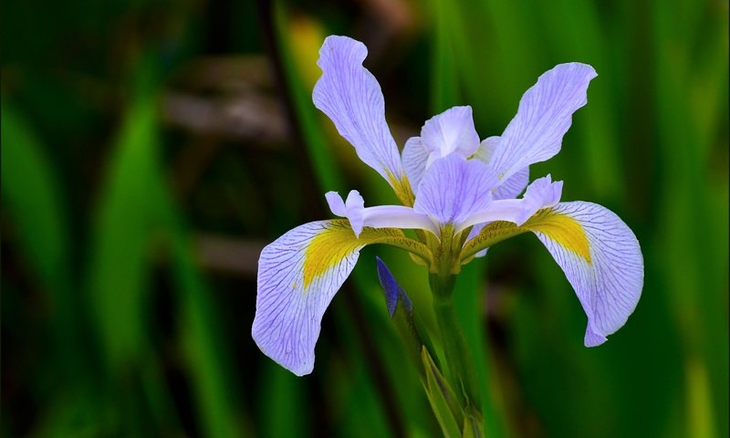 Обои природа, макро, цветок, лепестки, размытость, ирис, nature, macro, flower, petals, blur, iris разрешение 3921x3027 Загрузить