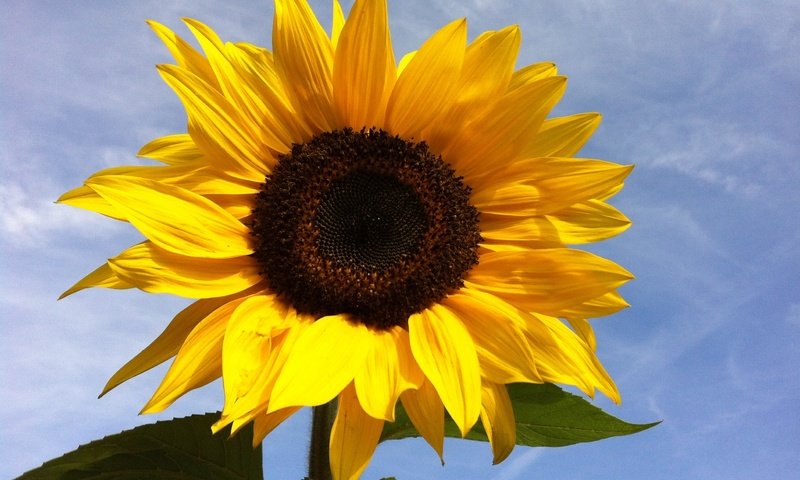 Обои небо, цветок, лепестки, подсолнух, растение, макросъемка, the sky, flower, petals, sunflower, plant, macro разрешение 2592x1936 Загрузить
