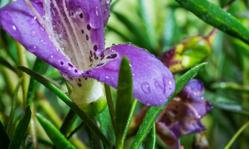 Обои цветы, макро, капли, лепестки, ирисы, крупным планом, flowers, macro, drops, petals, irises, closeup разрешение 3000x2000 Загрузить