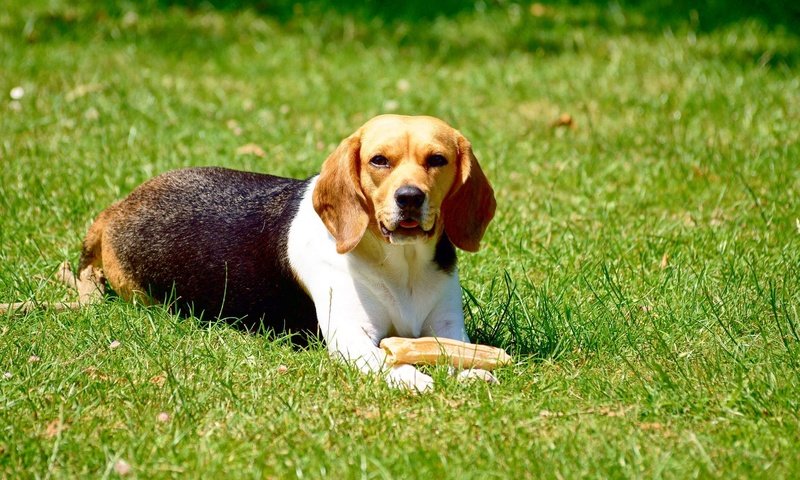 Обои трава, собака, игра, животное, бигль, grass, dog, the game, animal, beagle разрешение 2296x1528 Загрузить