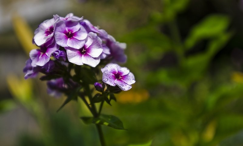 Обои цветение, цветок, лепестки, фиолетовый, размытость, флоксы, флокс, flowering, flower, petals, purple, blur, phlox разрешение 3008x2008 Загрузить