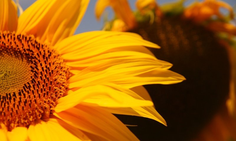 Обои желтый, цветок, лепестки, подсолнух, крупным планом, yellow, flower, petals, sunflower, closeup разрешение 3888x2592 Загрузить