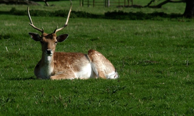 Обои трава, олень, парк, рога, белохвостый олень, grass, deer, park, horns, white-tailed deer разрешение 1920x1335 Загрузить