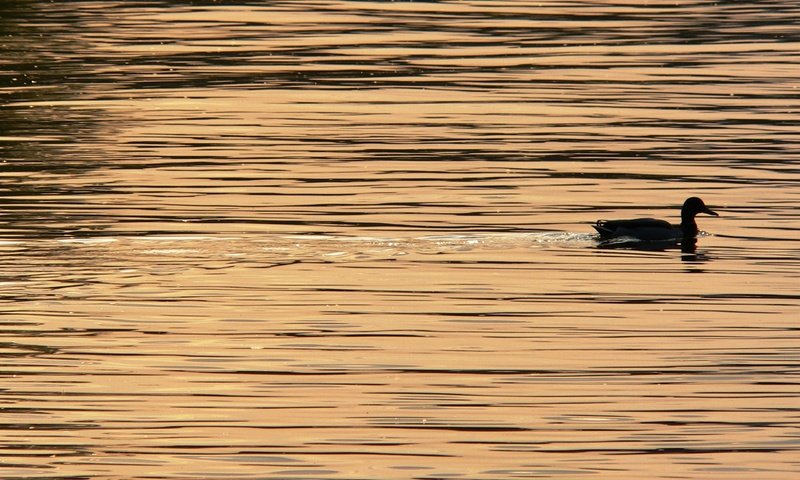 Обои вода, птица, клюв, перья, силуэт, утка, water, bird, beak, feathers, silhouette, duck разрешение 2560x1920 Загрузить