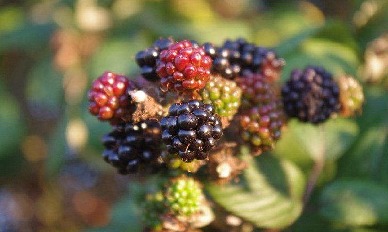 Обои макро, ягоды, кустарник, ежевика, macro, berries, shrub, blackberry разрешение 4288x2848 Загрузить