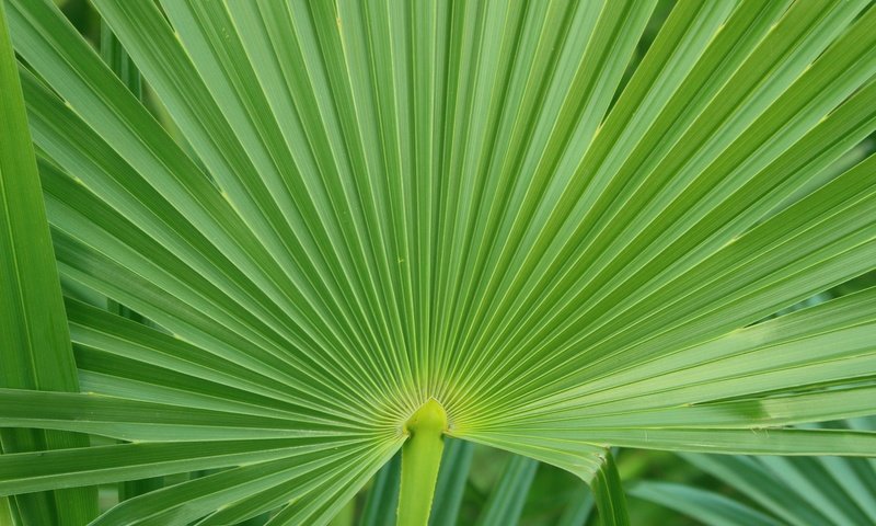 Обои природа, листва, лист, пальма, макросъемка, nature, foliage, sheet, palma, macro разрешение 5184x3456 Загрузить