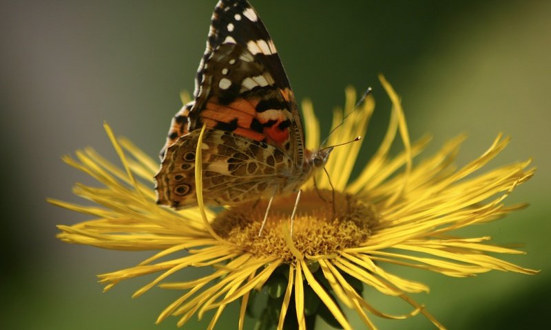 Обои насекомое, цветок, бабочка, крылья, растение, девясил, insect, flower, butterfly, wings, plant, nard разрешение 3072x2048 Загрузить