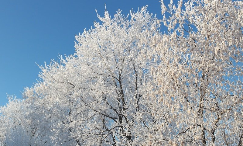 Обои небо, снег, природа, дерево, зима, ветки, мороз, иней, the sky, snow, nature, tree, winter, branches, frost разрешение 5472x3080 Загрузить