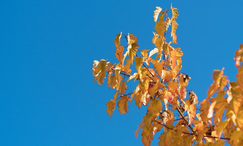 Обои небо, природа, дерево, листья, ветки, листва, осень, the sky, nature, tree, leaves, branches, foliage, autumn разрешение 4000x2667 Загрузить
