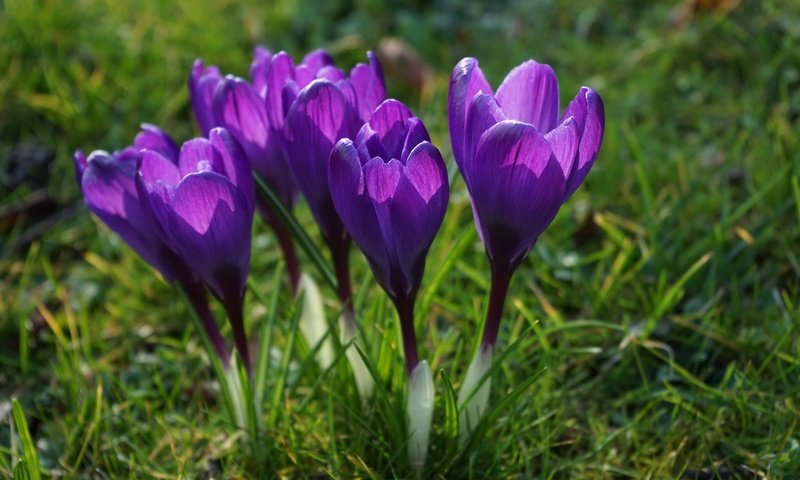 Обои цветы, трава, лепестки, весна, стебли, крокусы, flowers, grass, petals, spring, stems, crocuses разрешение 6000x4000 Загрузить