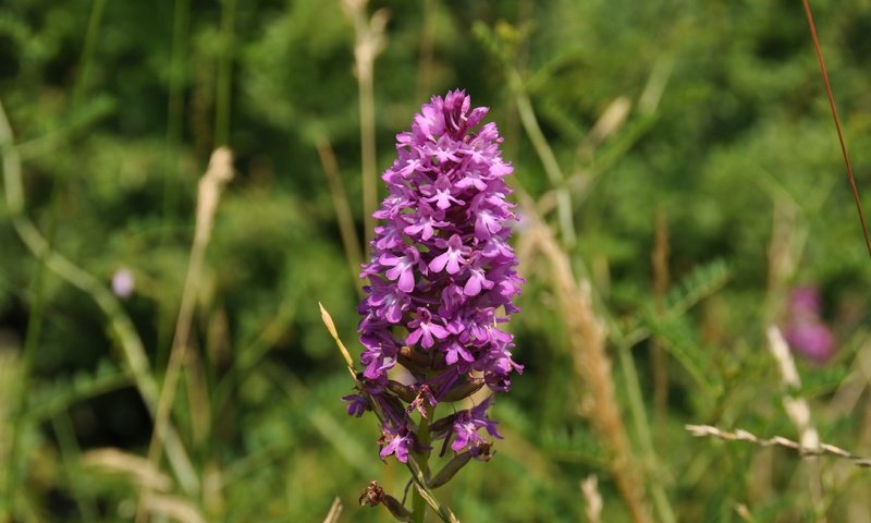 Обои природа, цветок, orchis laxiflora, болотные, ятрышник, nature, flower, marsh, orchis разрешение 4288x2848 Загрузить