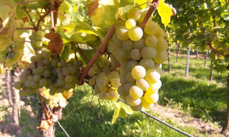 Обои виноград, фрукты, растение, кустарник, виноградная лоза, виноградник, grapes, fruit, plant, shrub, vine, vineyard разрешение 4096x3072 Загрузить