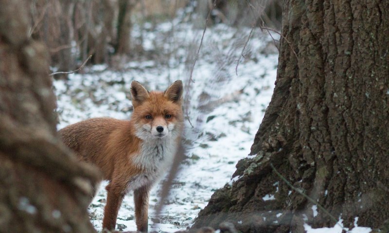 Обои морда, деревья, снег, природа, лес, зима, лиса, лисица, face, trees, snow, nature, forest, winter, fox разрешение 2667x1667 Загрузить