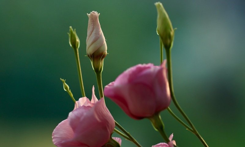 Обои цветы, бутоны, макро, фон, стебли, эустома, flowers, buds, macro, background, stems, eustoma разрешение 2048x1365 Загрузить