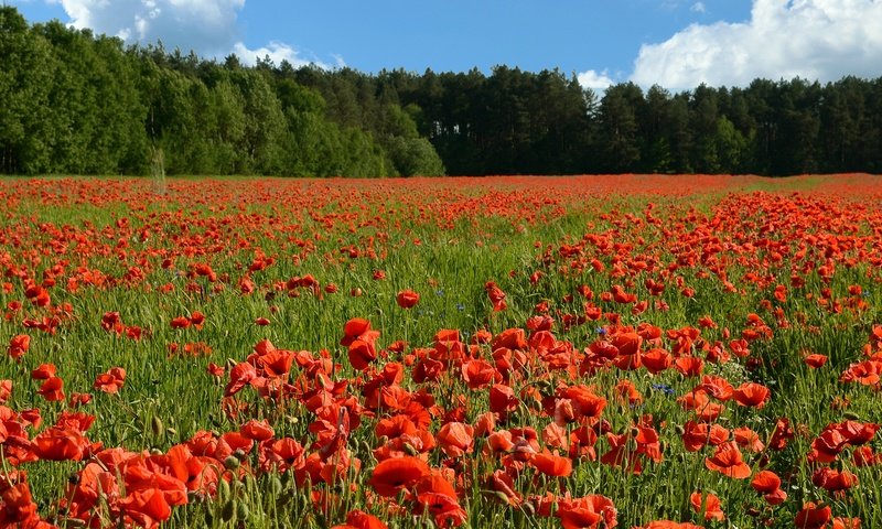 Обои цветы, деревья, солнце, поле, лето, красные, маки, flowers, trees, the sun, field, summer, red, maki разрешение 2112x1200 Загрузить