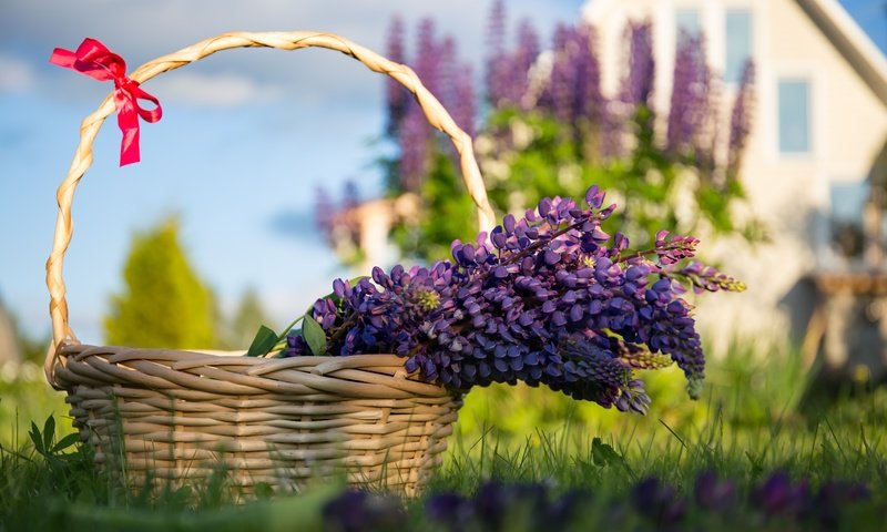 Обои цветы, трава, лаванда, корзина, сиреневые, flowers, grass, lavender, basket, lilac разрешение 5472x3648 Загрузить