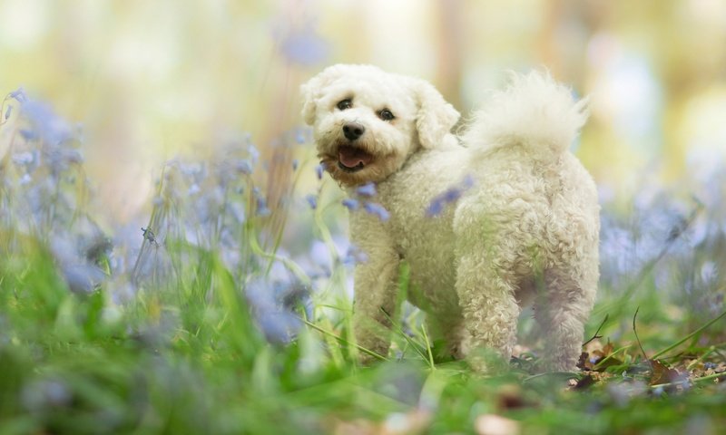 Обои цветы, хвостик, трава, болонка, природа, лес, собака, щенок, язык, белая, flowers, ponytail, grass, lapdog, nature, forest, dog, puppy, language, white разрешение 2500x1406 Загрузить