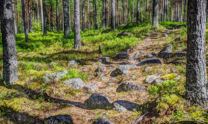 Обои трава, деревья, камни, лес, стволы, тропинка, финляндия, grass, trees, stones, forest, trunks, path, finland разрешение 6000x4004 Загрузить