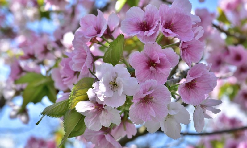 Обои дерево, цветение, весна, tree, flowering, spring разрешение 2048x1367 Загрузить
