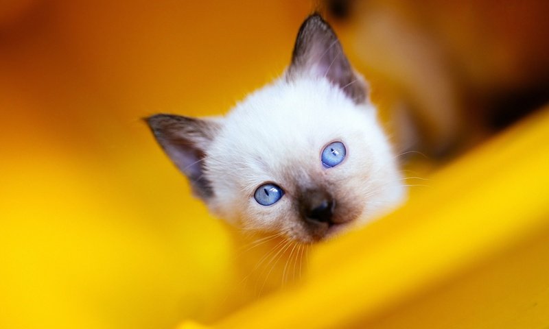 Обои фон, рэгдолл, кошка, взгляд, котенок, мордашка, голубые глаза, сиамский, голубоглазый, background, ragdoll, cat, look, kitty, face, blue eyes, siamese, blue-eyed разрешение 2048x1152 Загрузить