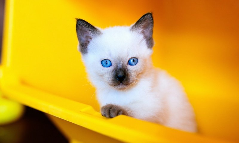 Обои фон, сиамский, портрет, голубоглазый, кошка, контейнер, рэгдолл, взгляд, котенок, мордашка, голубые глаза, пластик, background, siamese, portrait, blue-eyed, container, cat, ragdoll, look, kitty, face, blue eyes, plastic разрешение 2048x1152 Загрузить
