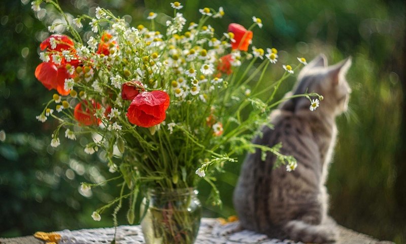 Обои цветы, кот, кошка, стол, маки, ромашки, букет, flowers, cat, table, maki, chamomile, bouquet разрешение 1920x1271 Загрузить
