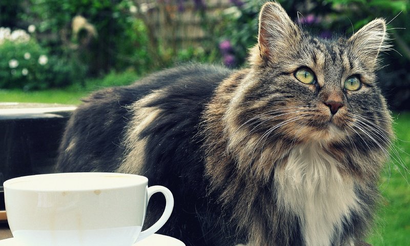 Обои кот, мордочка, усы, кошка, взгляд, чашка, cat, muzzle, mustache, look, cup разрешение 3786x2793 Загрузить