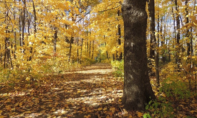 Обои деревья, природа, листья, пейзаж, осень, тропинка, trees, nature, leaves, landscape, autumn, path разрешение 4608x3456 Загрузить