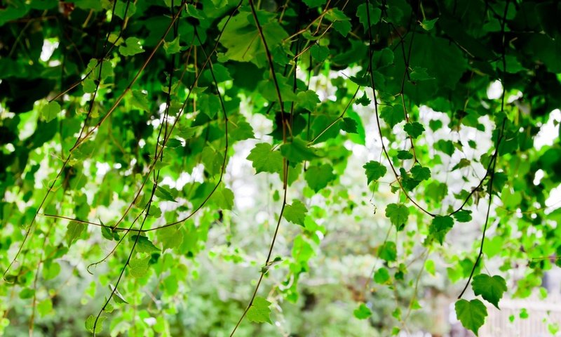 Обои листья, ветки, листва, размытость, береза, leaves, branches, foliage, blur, birch разрешение 1920x1200 Загрузить