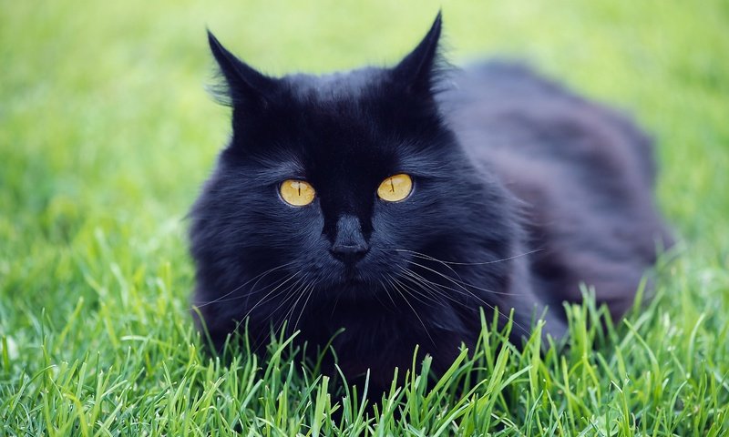 Обои трава, природа, кот, кошка, черный, луг, домашнее животное, grass, nature, cat, black, meadow, pet разрешение 3000x2003 Загрузить
