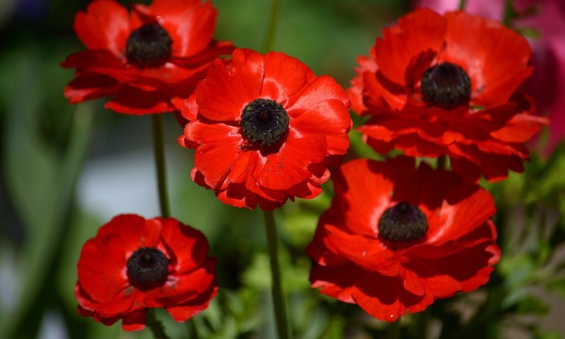 Обои цветы, макро, лепестки, красные, анемоны, ветреница, flowers, macro, petals, red, anemones, anemone разрешение 6000x4000 Загрузить