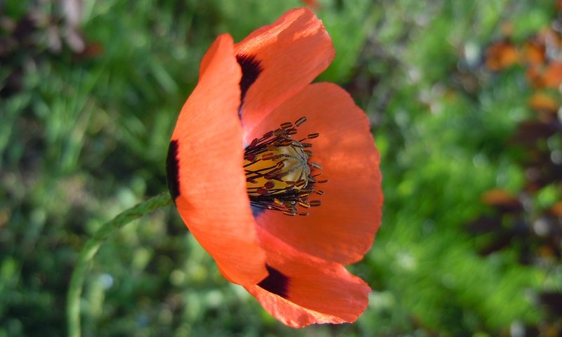 Обои макро, цветок, лепестки, красный, размытость, мак, стебель, macro, flower, petals, red, blur, mac, stem разрешение 4320x3240 Загрузить