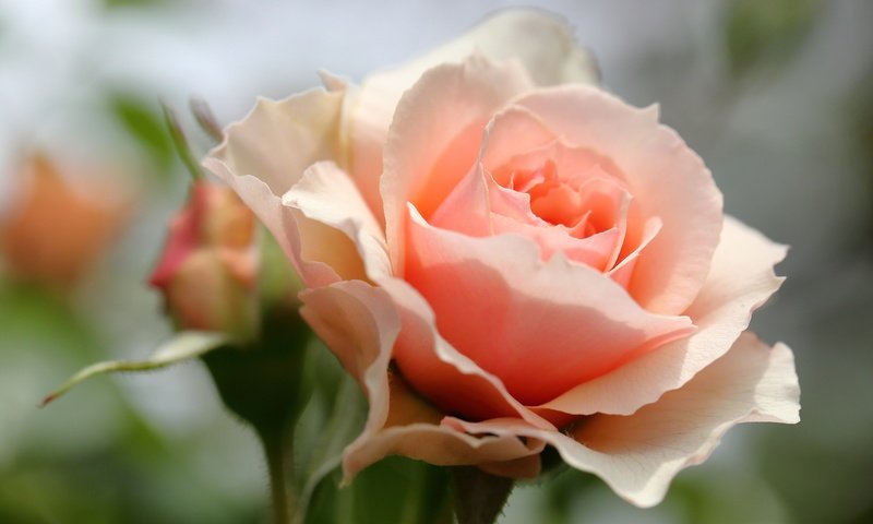 Обои цветы, макро, роза, лепестки, бутон, боке, flowers, macro, rose, petals, bud, bokeh разрешение 5427x3618 Загрузить