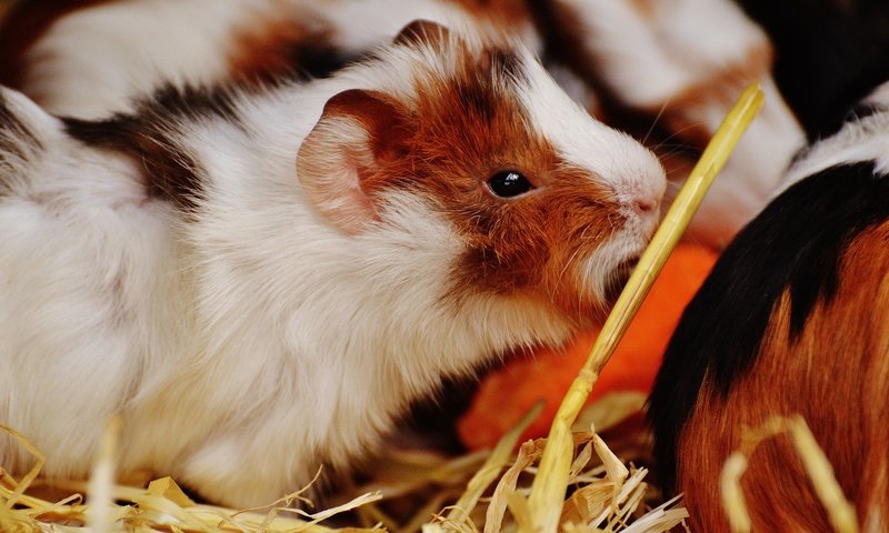 Обои животное, мех, грызун, морская свинка, animal, fur, rodent, guinea pig разрешение 6016x4000 Загрузить