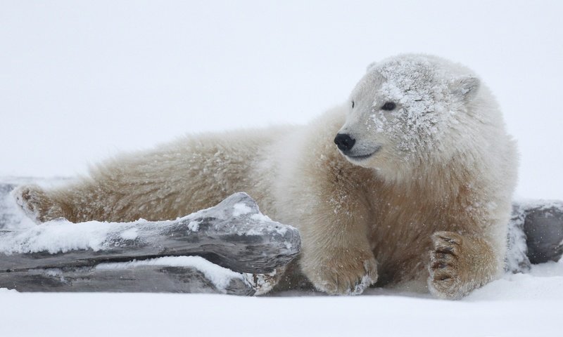 Обои морда, коряга, снег, бревно, природа, белый медведь, медвежонок, поза, арктика, лапы, полярный медведь, взгляд, лежит, face, snag, snow, log, nature, bear, pose, arctic, paws, polar bear, look, lies разрешение 3000x1687 Загрузить