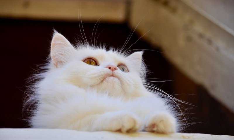 Обои кот, мордочка, усы, кошка, взгляд, белая, ангорская кошка, cat, muzzle, mustache, look, white, angora cat разрешение 2114x1378 Загрузить