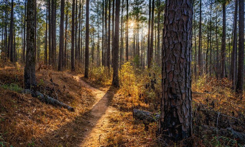 Обои деревья, природа, лес, лето, тропинка, trees, nature, forest, summer, path разрешение 2048x1366 Загрузить