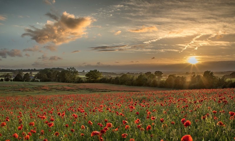 Обои небо, цветы, облака, деревья, природа, поле, лето, маки, the sky, flowers, clouds, trees, nature, field, summer, maki разрешение 2000x1110 Загрузить