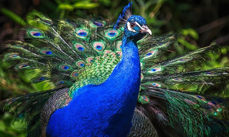 Обои природа, птица, клюв, павлин, перья, хвост, оперение, nature, bird, beak, peacock, feathers, tail разрешение 2048x1152 Загрузить