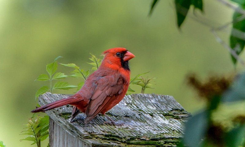 Обои природа, птица, клюв, оперение, кардинал, nature, bird, beak, tail, cardinal разрешение 2343x1626 Загрузить