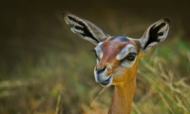 Обои природа, антилопа, геренук, жирафовая газель, nature, antelope, gerenuk, giraffidae gazelle разрешение 1920x1080 Загрузить