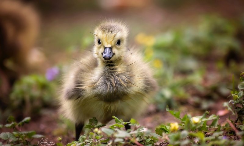 Обои птенец, природа, птица, клюв, перья, гусенок, chick, nature, bird, beak, feathers, gosling разрешение 2048x1363 Загрузить