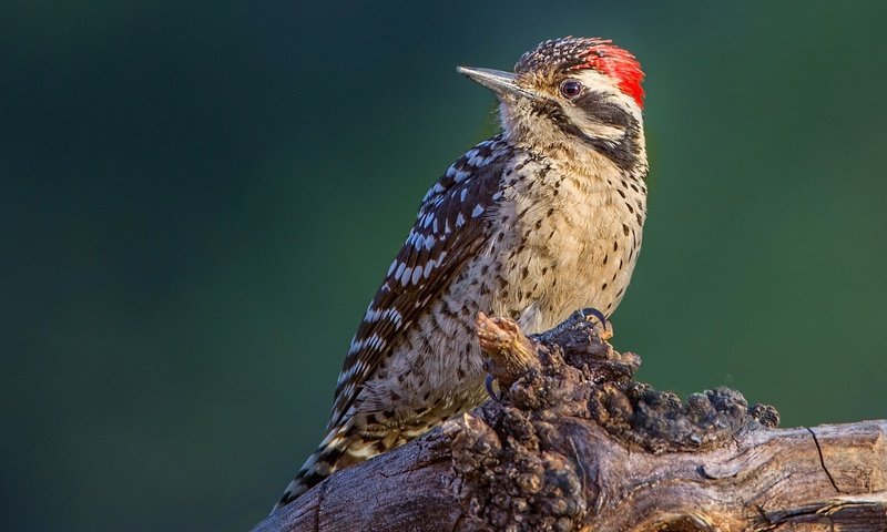 Обои птица, клюв, оперение, дятел, bird, beak, tail, woodpecker разрешение 2048x1311 Загрузить
