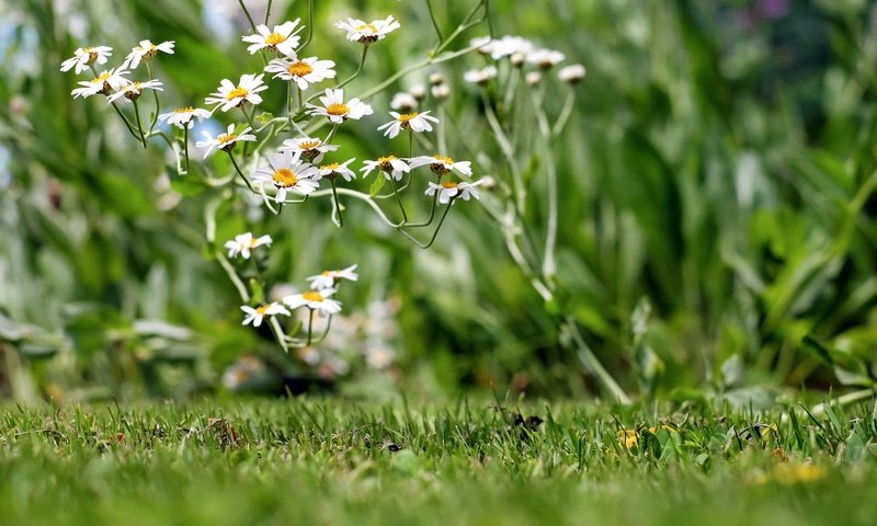 Обои цветы, трава, лепестки, ромашки, белые, полевые цветы, боке, flowers, grass, petals, chamomile, white, wildflowers, bokeh разрешение 4896x3264 Загрузить