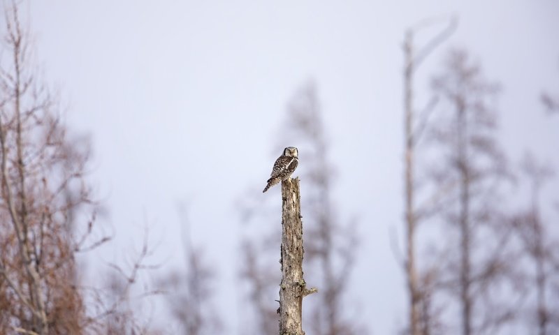 Обои сова, природа, дерево, фон, птица, owl, nature, tree, background, bird разрешение 2048x1365 Загрузить